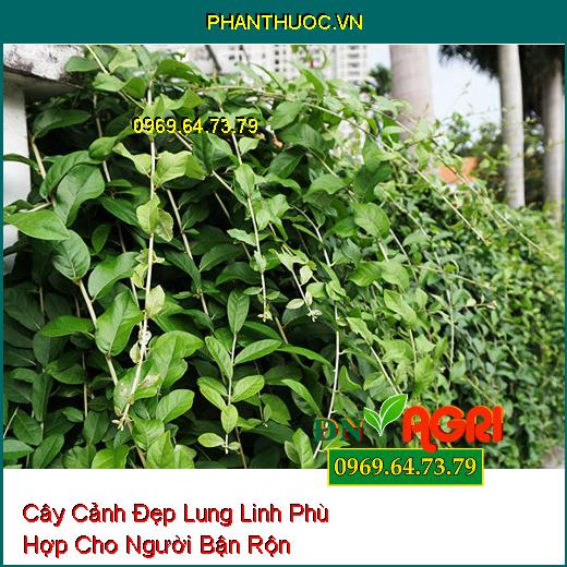 7 Loại Cây Cảnh Đẹp Lung Linh Phù Hợp Cho Người Bận Rộn Không Có Thời Gian Chăm Sóc