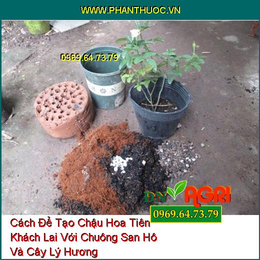 Cách Để Tạo Chậu Hoa Tiên Khách Lai Với Chuông San Hô Và Cây Lý Hương