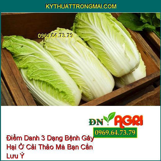 Điểm Danh 3 Dạng Bệnh Gây Hại Ở Cải Thảo Mà Bạn Cần Lưu Ý