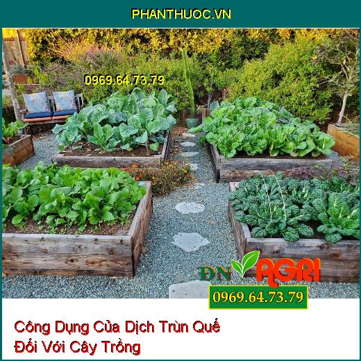 Công Dụng Của Dịch Trùn Quế Đối Với Cây Trồng