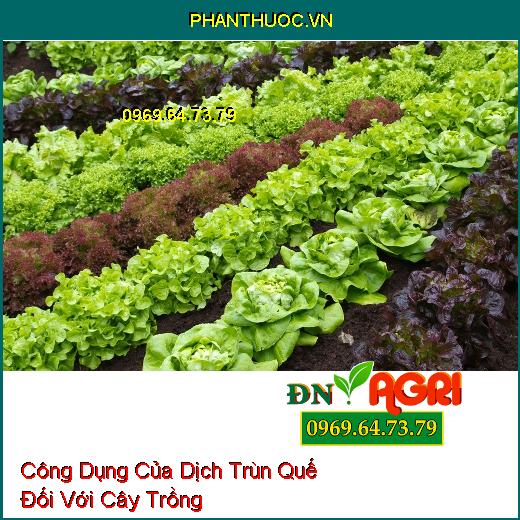 Công Dụng Của Dịch Trùn Quế Đối Với Cây Trồng