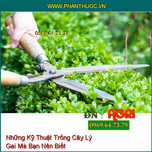 Những Kỹ Thuật Trồng Cây Lý Gai Mà Bạn Nên Biết