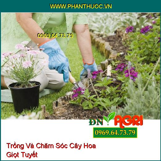 Trồng Và Chăm Sóc Cây Hoa Giọt Tuyết