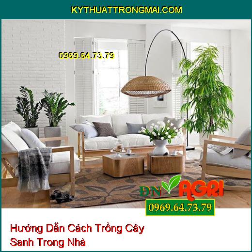 Hướng Dẫn Cách Trồng Cây Sanh Trong Nhà Tạo Nên Không Gian Sống Xanh Mát