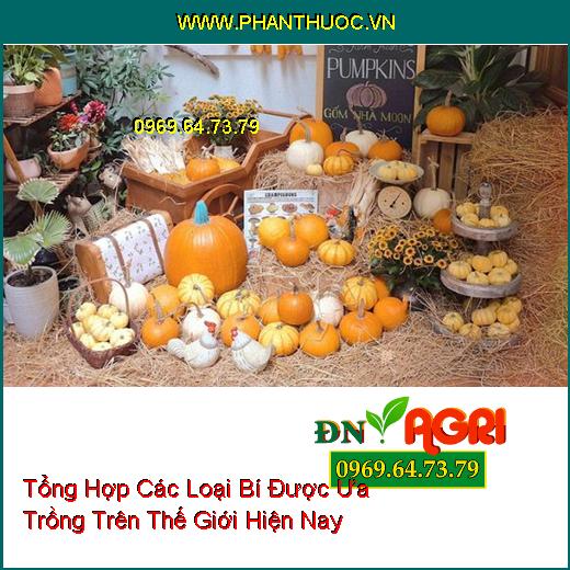 Tổng Hợp Các Loại Bí Được Ưa Trồng Trên Thế Giới Hiện Nay