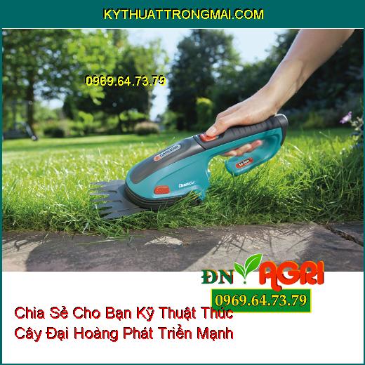 Chia Sẻ Cho Bạn Kỹ Thuật Thúc Cây Đại Hoàng Phát Triển Mạnh