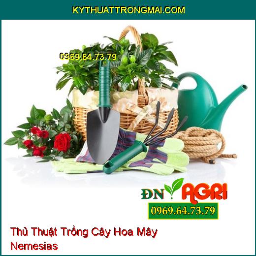 Thủ Thuật Trồng Cây Hoa Mây Nemesias