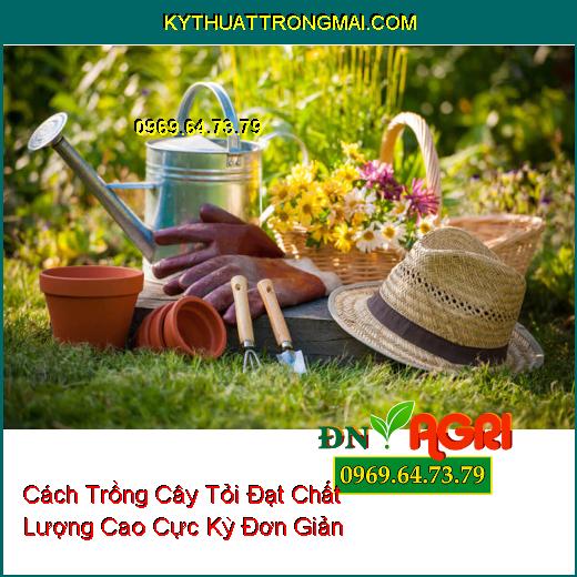 Cách Trồng Cây Tỏi Đạt Chất Lượng Cao Cực Kỳ Đơn Giản