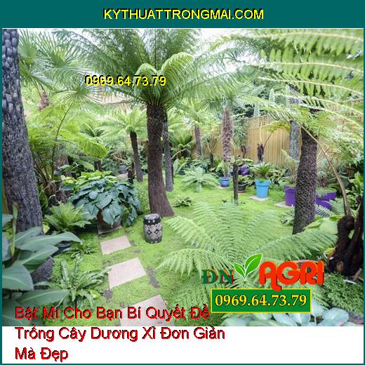 Hiện nay, việc trồng cây dương xỉ trong nhà đang trở thành một xu hướng hot do khả năng khử độc và giảm ô nhiễm nhanh chóng của loại cây này.