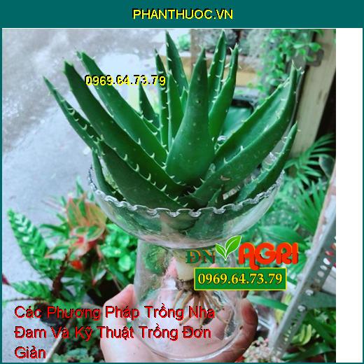 Các Phương Pháp Trồng Nha Đam Và Kỹ Thuật Trồng Đơn Giản