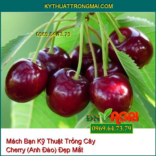 Mách Bạn Kỹ Thuật Trồng Cây Cherry (Anh Đào) Đẹp Mắt