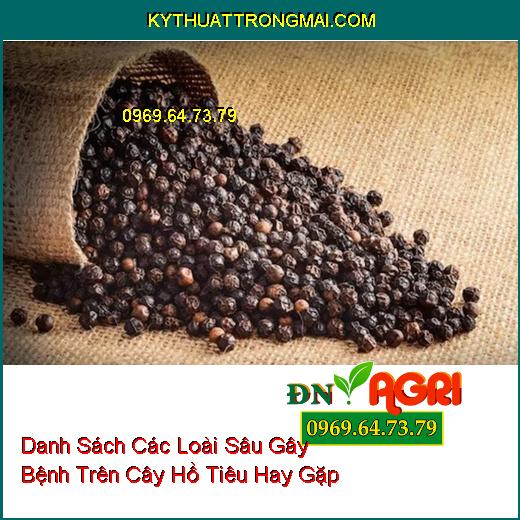 Danh Sách Các Loài Sâu Gây Bệnh Trên Cây Hồ Tiêu Hay Gặp