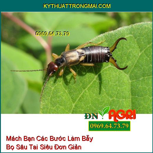 Mách Bạn Các Bước Làm Bẫy Bọ Sâu Tai Siêu Đơn Giản