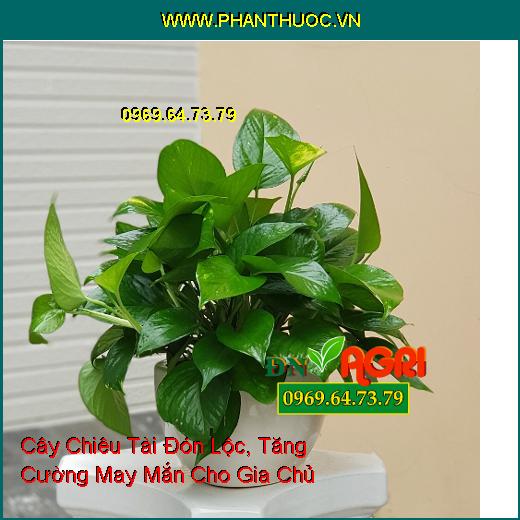 3 Loại Cây Dễ Bảo Dưỡng, Chiêu Tài Đón Lộc, Tăng Cường May Mắn Cho Gia Chủ