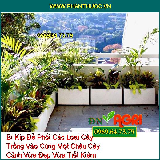 Bí Kíp Để Phối Các Loại Cây Trồng Vào Cùng Một Chậu Cây Cảnh Vừa Đẹp Vừa Tiết Kiệm Không Gian