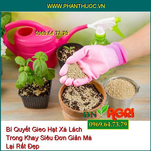 Bí Quyết Gieo Hạt Xà Lách Trong Khay Siêu Đơn Giản Mà Lại Rất Đẹp