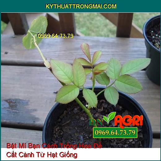 Bật Mí Bạn Cách Trồng Hoa Để Cắt Cành Từ Hạt Giống