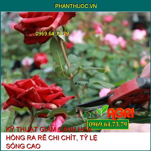 KỸ THUẬT GIÂM CÀNH HOA HỒNG RA RỄ CHI CHÍT, TỶ LỆ SỐNG CAO