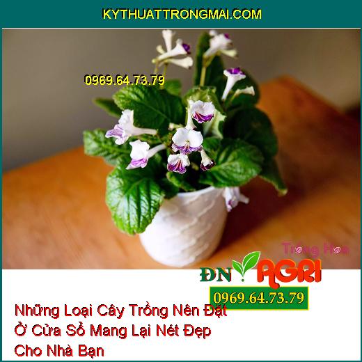 Những Loại Cây Trồng Nên Đặt Ở Cửa Sổ Mang Lại Nét Đẹp Cho Nhà Bạn