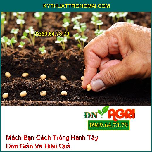 Mách Bạn Cách Trồng Hành Tây Đơn Giản Và Hiệu Quả