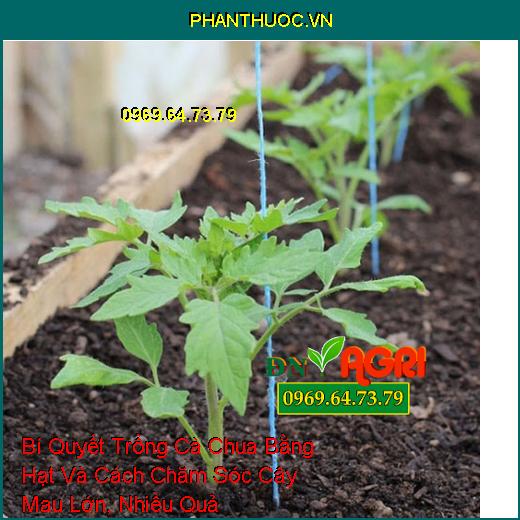Bí Quyết Trồng Cà Chua Bằng Hạt Và Cách Chăm Sóc Cây Mau Lớn, Nhiều Quả