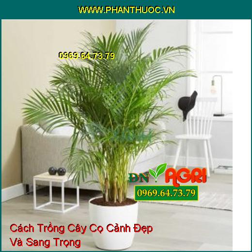 Cách Trồng Cây Cọ Cảnh Đẹp Và Sang Trọng