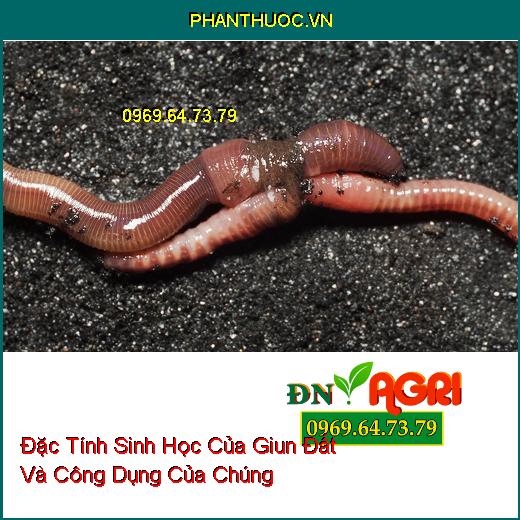 Đặc Tính Sinh Học Của Giun Đất Và Công Dụng Của Chúng