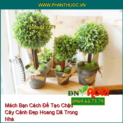 Mách Bạn Cách Để Tạo Chậu Cây Cảnh Đẹp Hoang Dã Trong Nhà