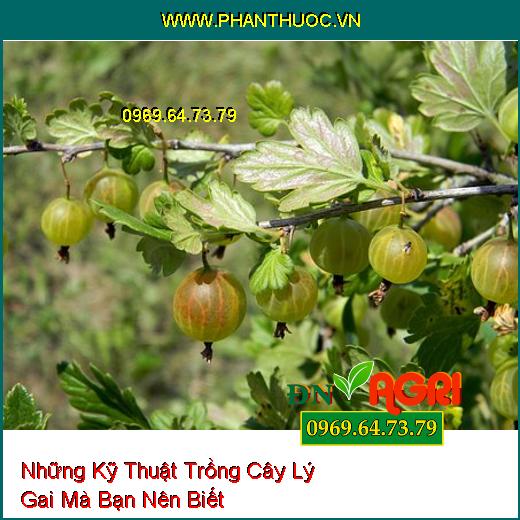 Những Kỹ Thuật Trồng Cây Lý Gai Mà Bạn Nên Biết