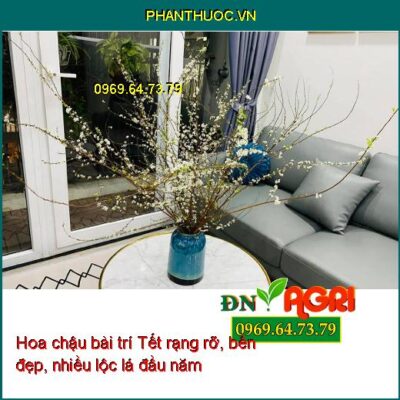 5 bí kíp chọn hoa chậu bài trí Tết rạng rỡ, bền đẹp, nhiều lộc lá đầu năm