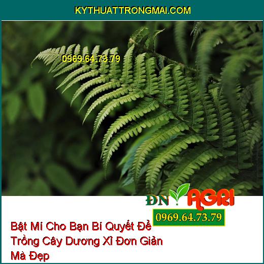 Hiện nay, việc trồng cây dương xỉ trong nhà đang trở thành một xu hướng hot do khả năng khử độc và giảm ô nhiễm nhanh chóng của loại cây này.