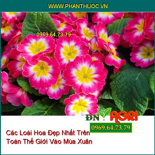 Các Loài Hoa Đẹp Nhất Trên Toàn Thế Giới Vào Mùa Xuân