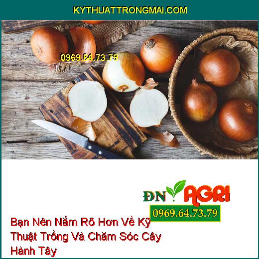 Bạn Nên Nắm Rõ Hơn Về Kỹ Thuật Trồng Và Chăm Sóc Cây Hành Tây