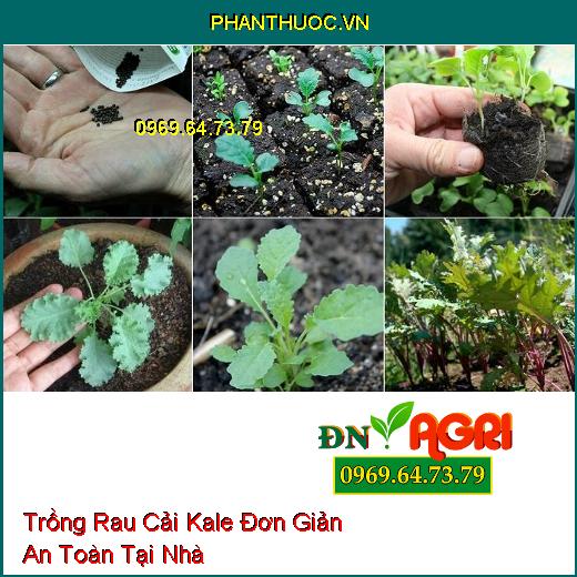 5 Bước Trồng Rau Cải Kale Đơn Giản An Toàn Tại Nhà