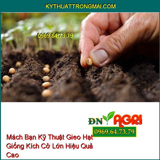 Mách Bạn Kỹ Thuật Gieo Hạt Giống Kích Cở Lớn Hiệu Quả Cao