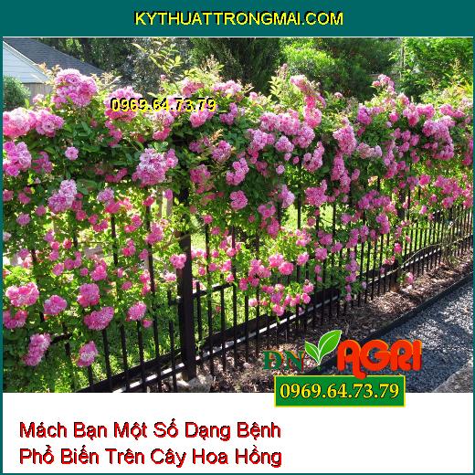 Mách Bạn Một Số Dạng Bệnh Phổ Biến Trên Cây Hoa Hồng