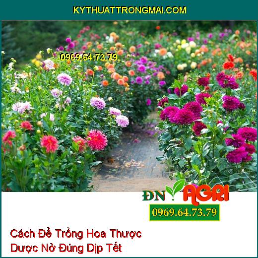 Cách Để Trồng Hoa Thược Dược Nở Đúng Dịp Tết