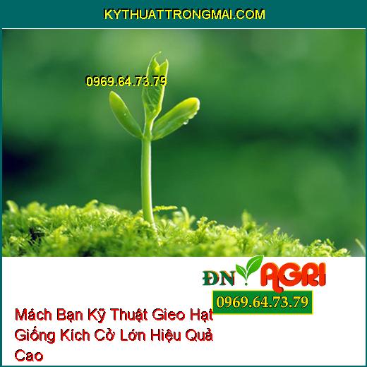 Mách Bạn Kỹ Thuật Gieo Hạt Giống Kích Cở Lớn Hiệu Quả Cao