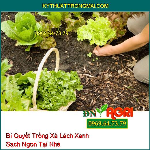 Bí Quyết Trồng Xà Lách Xanh Sạch Ngon Tại Nhà