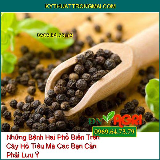 Những Bệnh Hại Phổ Biến Trên Cây Hồ Tiêu Mà Các Bạn Cần Phải Lưu Ý