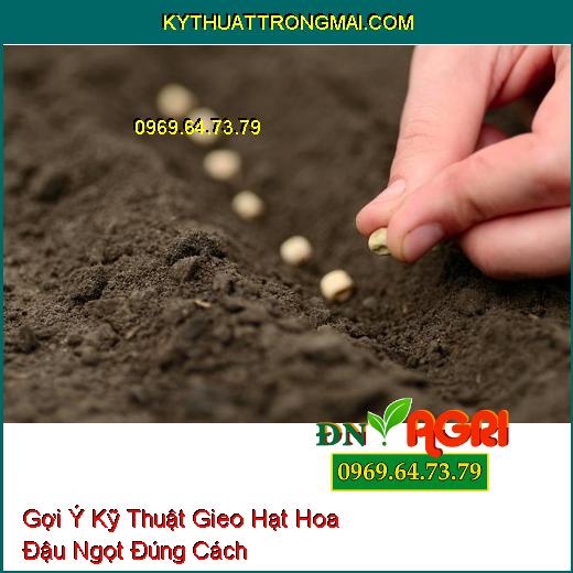 Gợi Ý Kỹ Thuật Gieo Hạt Hoa Đậu Ngọt Đúng Cách