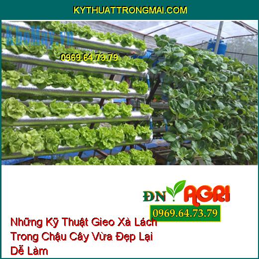 Những Kỹ Thuật Gieo Xà Lách Trong Chậu Cây Vừa Đẹp Lại Dễ Làm