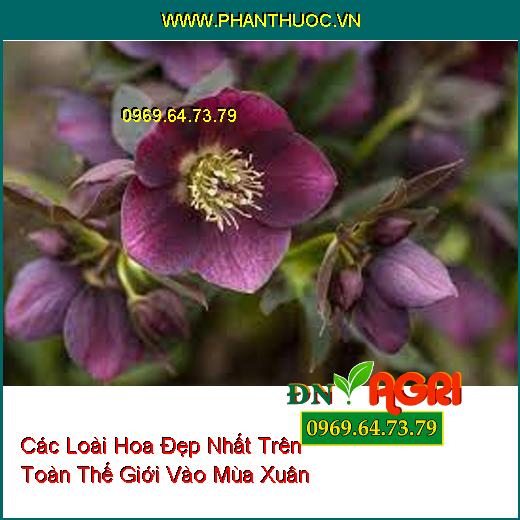 Các Loài Hoa Đẹp Nhất Trên Toàn Thế Giới Vào Mùa Xuân