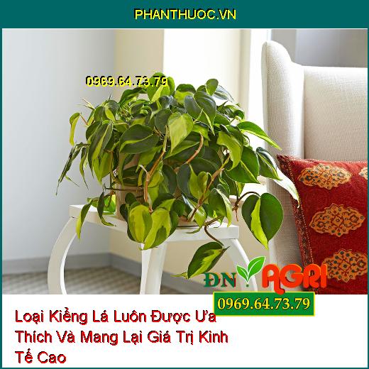 6 Đặc tính Mà Kiểng Lá Luôn Được Ưa Thích Và Mang Lại Giá Trị Kinh Tế Cao