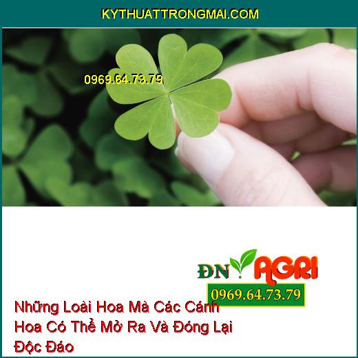 Những Loài Hoa Mà Các Cánh Hoa Có Thể Mở Ra Và Đóng Lại Độc Đáo