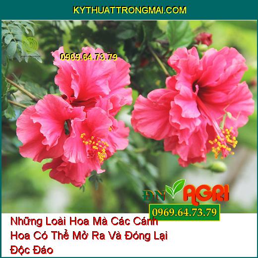 Những Loài Hoa Mà Các Cánh Hoa Có Thể Mở Ra Và Đóng Lại Độc Đáo