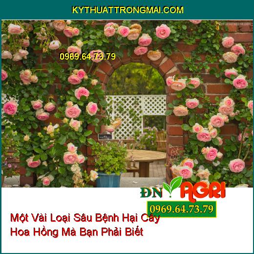 Một Vài Loại Sâu Bệnh Hại Cây Hoa Hồng Mà Bạn Phải Biết Để Phòng Ngừa