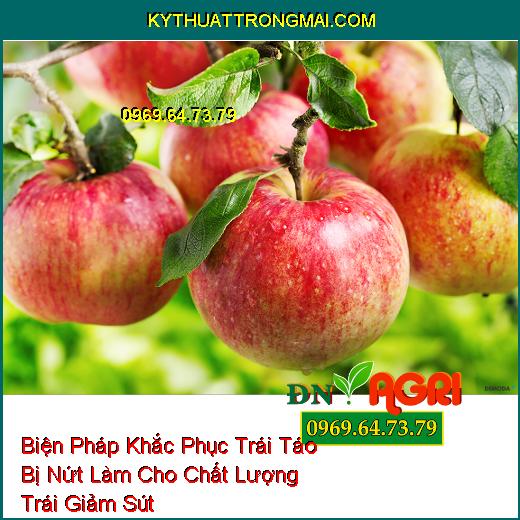 Biện Pháp Khắc Phục Trái Táo Bị Nứt Làm Cho Chất Lượng Trái Giảm Sút