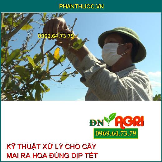 KỸ THUẬT XỬ LÝ CHO CÂY MAI RA HOA ĐÚNG DỊP TẾT