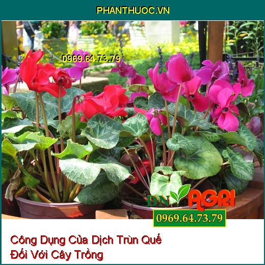 Công Dụng Của Dịch Trùn Quế Đối Với Cây Trồng